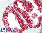 AGR2 Antibody - Human Prostate: Formalin-Fixed, Paraffin-Embedded (FFPE)