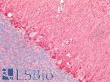 ALDH1A1 / ALDH1 Antibody - Human Brain, Cerebellum: Formalin-Fixed, Paraffin-Embedded (FFPE)