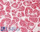 BCL2L2 / Bcl-w Antibody - Human Pancreas: Formalin-Fixed, Paraffin-Embedded (FFPE)
