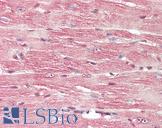 BDNF Antibody - Mouse Heart: Formalin-Fixed, Paraffin-Embedded (FFPE)