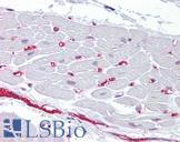 BMP10 Antibody - Anti-BMP10 antibody IHC of human heart. Immunohistochemistry of formalin-fixed, paraffin-embedded tissue after heat-induced antigen retrieval. Antibody concentration 10 ug/ml.