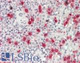 BMP2 Antibody - Human Spleen: Formalin-Fixed, Paraffin-Embedded (FFPE)