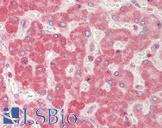 BMP6 Antibody - Human Liver: Formalin-Fixed, Paraffin-Embedded (FFPE).  This image was taken for the unconjugated form of this product. Other forms have not been tested.