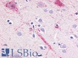 BOB / GPR15 Antibody - Brain, cortex, neurons
