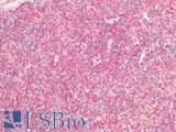 CANX / Calnexin Antibody - Human Spleen: Formalin-Fixed, Paraffin-Embedded (FFPE)