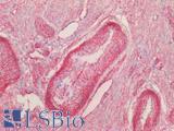 CAV1 / Caveolin 1 Antibody - Human Uterus: Formalin-Fixed, Paraffin-Embedded (FFPE)