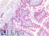 CD157 Antibody - Human Small Intestine: Formalin-Fixed, Paraffin-Embedded (FFPE)
