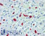 CD163 Antibody - Human Liver: Formalin-Fixed, Paraffin-Embedded (FFPE), at a concentration of 10 ug/ml. 