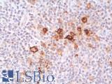 CD30 Antibody - Human Tonsil: Formalin-Fixed, Paraffin-Embedded (FFPE)