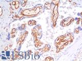 CD34 Antibody - Human Placenta: Formalin-Fixed, Paraffin-Embedded (FFPE)