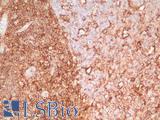 CD44 Antibody - Human Tonsil: Formalin-Fixed, Paraffin-Embedded (FFPE)