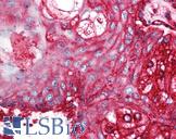 CD59 Antibody - Anti-CD59 antibody IHC of human skin, pilosebaceous unit. Immunohistochemistry of formalin-fixed, paraffin-embedded tissue after heat-induced antigen retrieval. Antibody concentration 5 ug/ml.