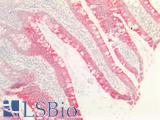 Cytokeratin AE1+AE3 Antibody - Human Small Intestine: Formalin-Fixed, Paraffin-Embedded (FFPE)