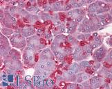 ENO1 / Alpha Enolase Antibody - Anti-ENO1 antibody IHC of human pancreas. Immunohistochemistry of formalin-fixed, paraffin-embedded tissue after heat-induced antigen retrieval. Antibody concentration 5 ug/ml.