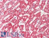 ETFA Antibody - Human Liver: Formalin-Fixed, Paraffin-Embedded (FFPE).  This image was taken for the unconjugated form of this product. Other forms have not been tested.