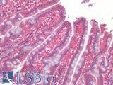 GPR160 Antibody - Human Small Intestine: Formalin-Fixed, Paraffin-Embedded (FFPE)