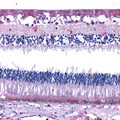 GPR50 Antibody - Eye, Retina