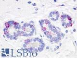 GPR52 Antibody - Anti-GPR52 antibody IHC of human breast, lobules. Immunohistochemistry of formalin-fixed, paraffin-embedded tissue after heat-induced antigen retrieval.