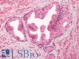 GPR55 Antibody - Human Prostate: Formalin-Fixed, Paraffin-Embedded (FFPE)