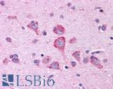 GPR80 / GPR99 / OXGR1 Antibody - Brain, Cortex, neurons and glia