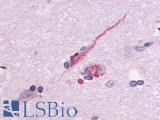 GPR83 Antibody - Brain, Amygdala