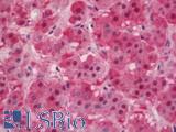 IDH1 / IDH Antibody - Human Adrenal: Formalin-Fixed, Paraffin-Embedded (FFPE)