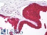 KLK3 / PSA Antibody - Anti-PSA antibody IHC of human prostate. Immunohistochemistry of formalin-fixed, paraffin-embedded tissue after heat-induced antigen retrieval. Antibody dilution 10 ug/ml.