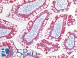 KRT19 / CK19 / Cytokeratin 19 Antibody - Human Small Intestine: Formalin-Fixed, Paraffin-Embedded (FFPE)