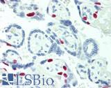 MCM2 Antibody - Human Placenta: Formalin-Fixed, Paraffin-Embedded (FFPE), at a dilution of 1:100.