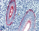 MUC16 / CA125 Antibody - Anti-MUC16 / CA125 antibody IHC staining of human uterus. Immunohistochemistry of formalin-fixed, paraffin-embedded tissue after heat-induced antigen retrieval.