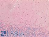 NOS1 / nNOS Antibody - Human Brain, Cerebellum: Formalin-Fixed, Paraffin-Embedded (FFPE)