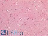 NOS1 / nNOS Antibody - Human Brain, Cortex: Formalin-Fixed, Paraffin-Embedded (FFPE)
