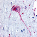 NPBWR1 / GPR7 Antibody - Brain, Globus Pallidus