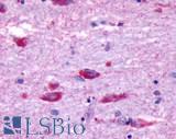 OPN5 / Neuropsin Antibody - Brain, Hypothalamus, neurons