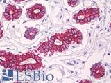 Pan Cytokeratin Antibody - Anti-Keratin antibody IHC of human breast, epithelium. Immunohistochemistry of formalin-fixed, paraffin-embedded tissue after heat-induced antigen retrieval. Antibody dilution 10 ug/ml.