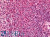 PARK7 / DJ-1 Antibody - Human Spleen: Formalin-Fixed, Paraffin-Embedded (FFPE)