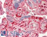 PARK7 / DJ-1 Antibody - Human Placenta: Formalin-Fixed, Paraffin-Embedded (FFPE)