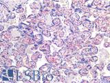 PECAM-1 / CD31 Antibody - Human Placenta, Endothelium: Formalin-Fixed, Paraffin-Embedded (FFPE)