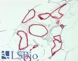 PLIN2 / ADFP / Adipophilin Antibody - Human Breast, Adipocytes: Formalin-Fixed, Paraffin-Embedded (FFPE)