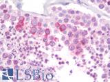 RTN4RL2 Antibody - Anti-RTN4RL2 antibody IHC staining of human testis. Immunohistochemistry of formalin-fixed, paraffin-embedded tissue after heat-induced antigen retrieval. Antibody concentration 10 ug/ml.