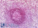 SMN1 Antibody - Human Spleen: Formalin-Fixed, Paraffin-Embedded (FFPE)