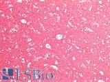 SNAP25 Antibody - Human Brain, Cortex: Formalin-Fixed, Paraffin-Embedded (FFPE)