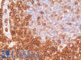 SPN / CD43 Antibody - Human Tonsil: Formalin-Fixed, Paraffin-Embedded (FFPE)