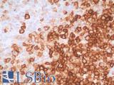 SPN / CD43 Antibody - Human Tonsil Formalin-Fixed, Paraffin-Embedded (FFPE)