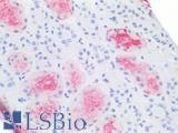 SSEA-1 / Lewis x / CD15 Antibody - Human Kidney: Formalin-Fixed, Paraffin-Embedded (FFPE)