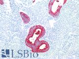 SSEA-1 / Lewis x / CD15 Antibody - Human Uterus: Formalin-Fixed, Paraffin-Embedded (FFPE)