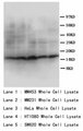 SST / Somatostatin Antibody -  This image was taken for the unconjugated form of this product. Other forms have not been tested.