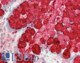 TFF3 / Trefoil Factor 3 Antibody - Human Intestine: Formalin-Fixed, Paraffin-Embedded (FFPE)
