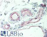 THBD / CD141 / Thrombomodulin Antibody - Human Small Intestine, Vessels: Formalin-Fixed, Paraffin-Embedded (FFPE)
