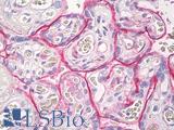 THBD / CD141 / Thrombomodulin Antibody - Anti-CD141 / Thrombomodulin antibody IHC of human placenta, trophoblast. Immunohistochemistry of formalin-fixed, paraffin-embedded tissue after heat-induced antigen retrieval. Antibody dilution 1:50.